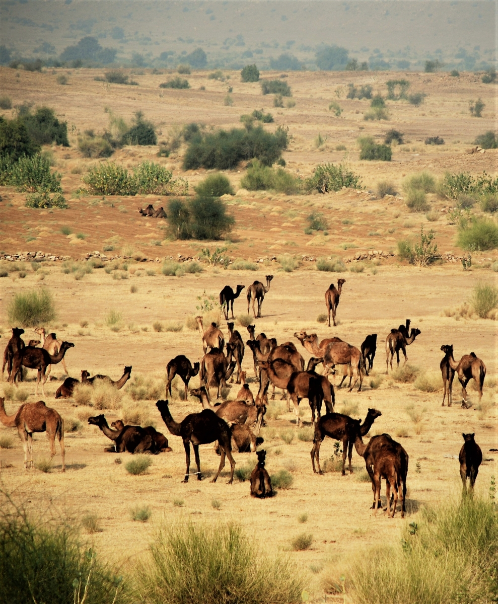 Camel Cultures of India | Sahapedia
